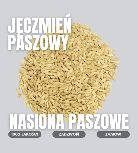 jeczmien paszowy