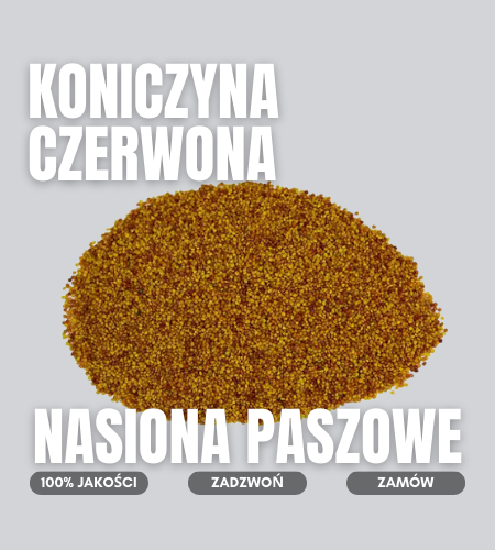 koniczyna czerwona