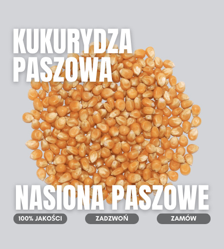 kukurydza paszowa