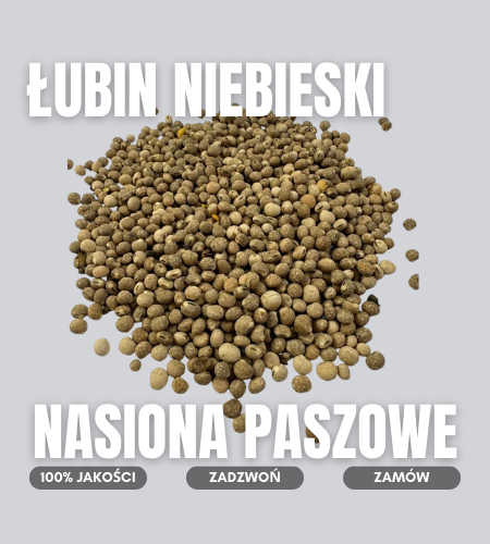 lubin niebieski