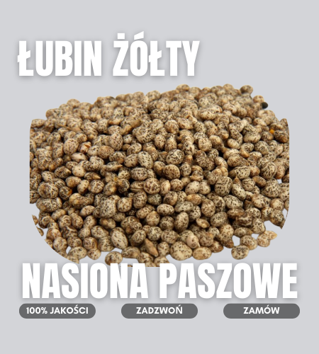 lubinzolty
