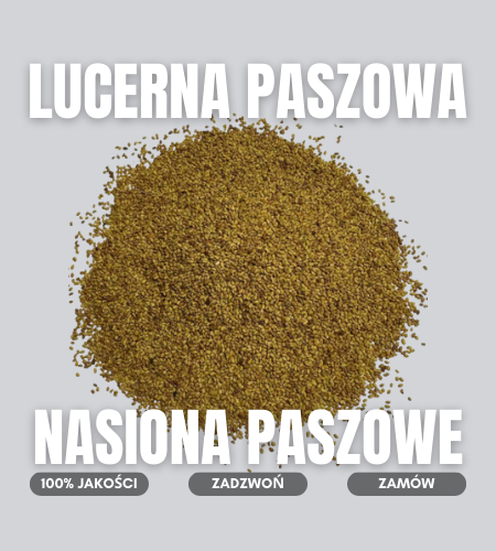 lucerna paszowa