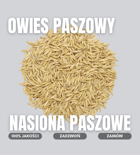 owies paszowy