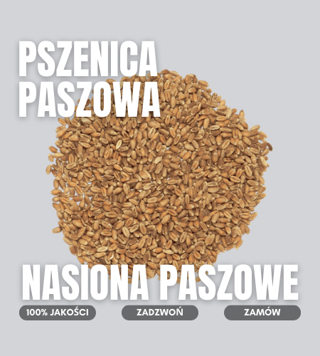 pszenica paszowa