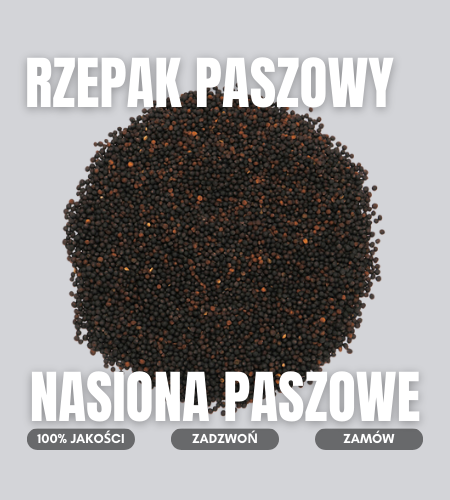 rzepak paszowy