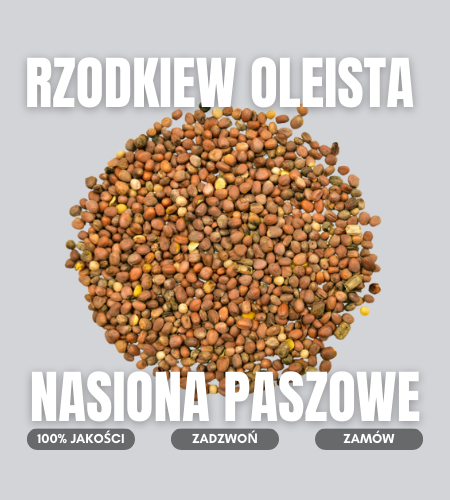rzodkiew oleista