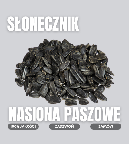 slonecnzik
