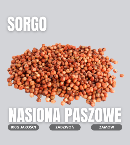 sorgo