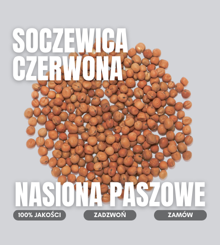 szoczewica czerwona